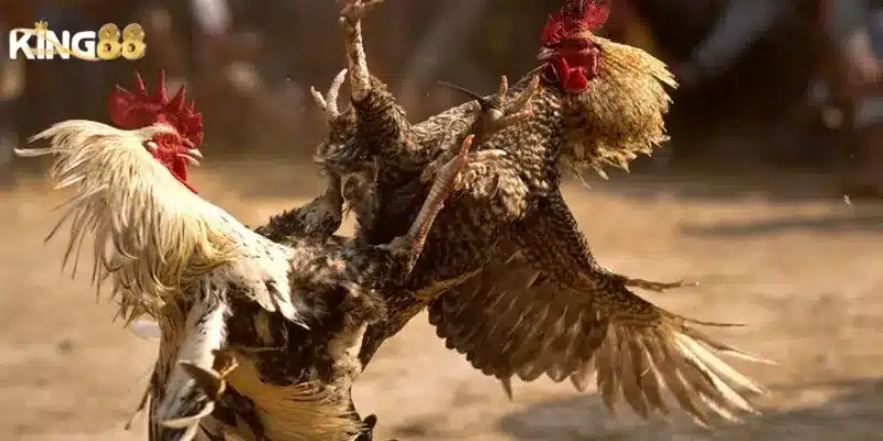 Ưu đãi đặc biệt dành cho người chơi đá gà King88