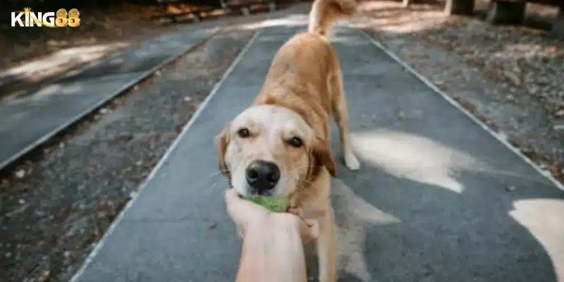 Ý nghĩa từng hoàn cảnh thường thấy trong giấc mơ