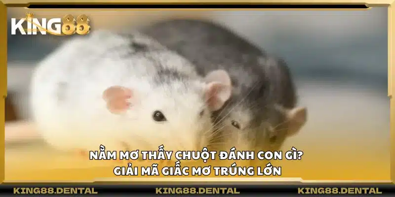 Nằm mơ thấy chuột đánh con gì? Giải mã giấc mơ trúng lớn